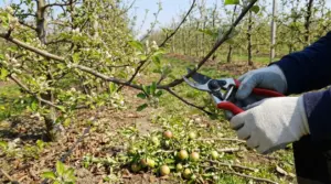 Potatura di un ramo di melo in un frutteto durante la fioritura