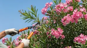 Potatura di un oleandro in fiore con cesoie da giardinaggio
