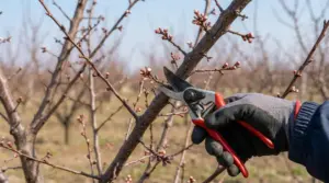 Una mano con guanto pota un ramo di albicocco con forbici da potatura