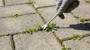 Rimozione manuale di erbacce tra le mattonelle di un vialetto con uno strumento da giardinaggio