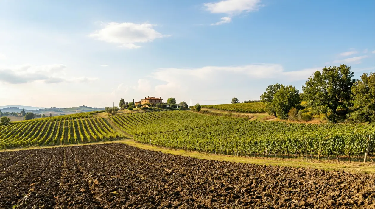 Campi coltivati e terreno agricolo con una casa rurale sullo sfondo in una giornata di sole
